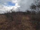 Chemin sauvage